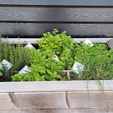 Foto: Verse kruiden voor algemeen gebruik