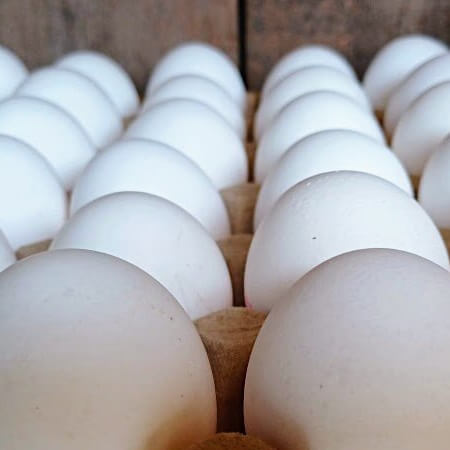 Foto: Eieren dus . . .