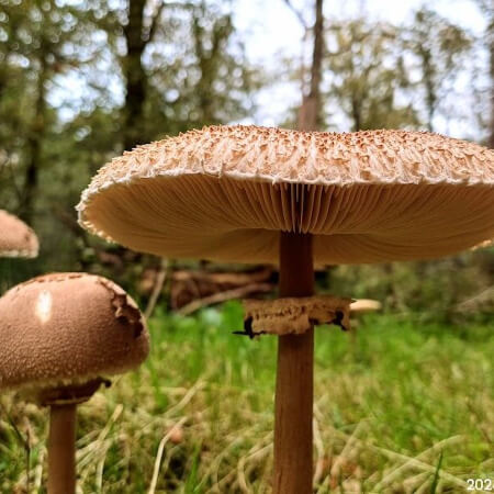 Foto: Het is herfst in het bos