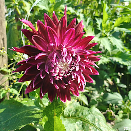 Foto: Dahlia's plukken in de pluktuin
