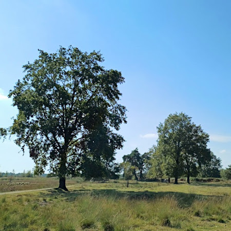 Foto: Fietsen door  het Haaksbergerveen
