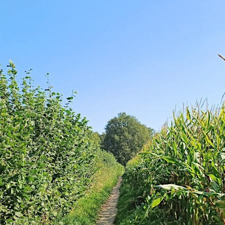 Foto: Onverhard fietspad tussen de maisvelden