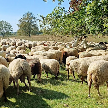 Foto: Heel veel bolletjes wol . . .