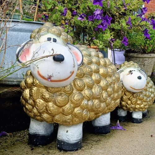 Foto: Makke schapen