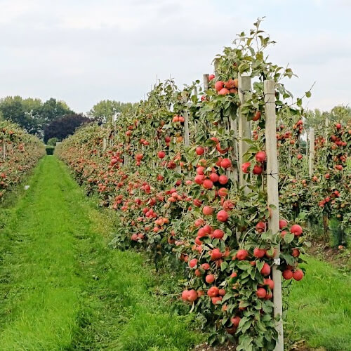 Betuws fruit Foto: Betuws fruit