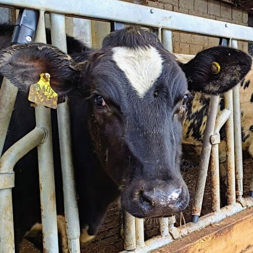 Camperen bij de boer