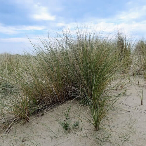 Camperen in Noord-Holland